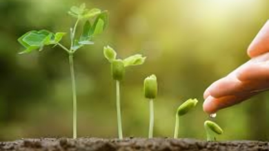 Growth
